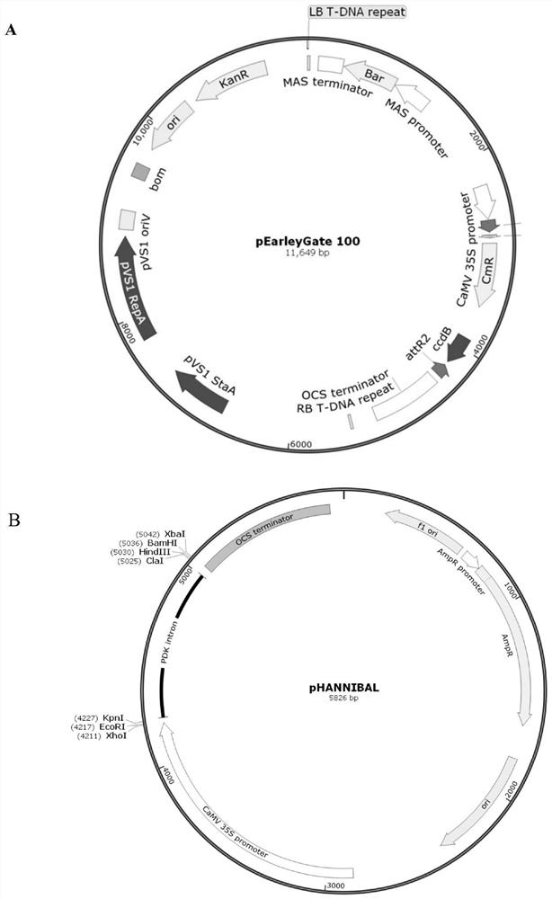 Plant expression vector for targeted silence of phytophthora capsici cellulose synthase 3 and application of plant expression vector