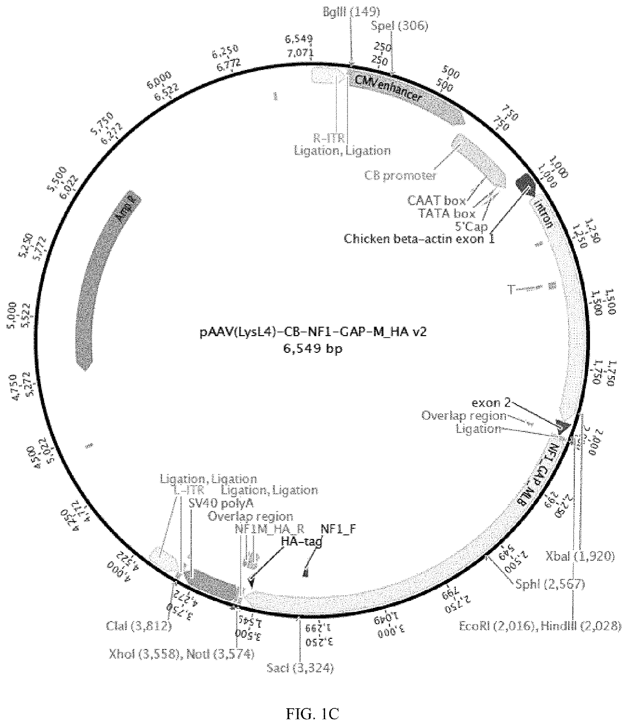 Aav vectors encoding nf1 and uses thereof