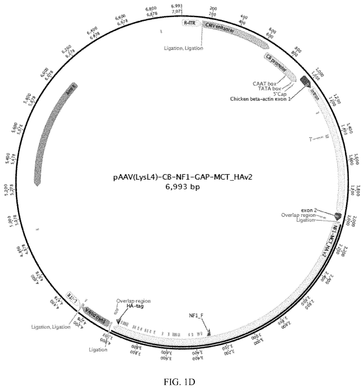 Aav vectors encoding nf1 and uses thereof