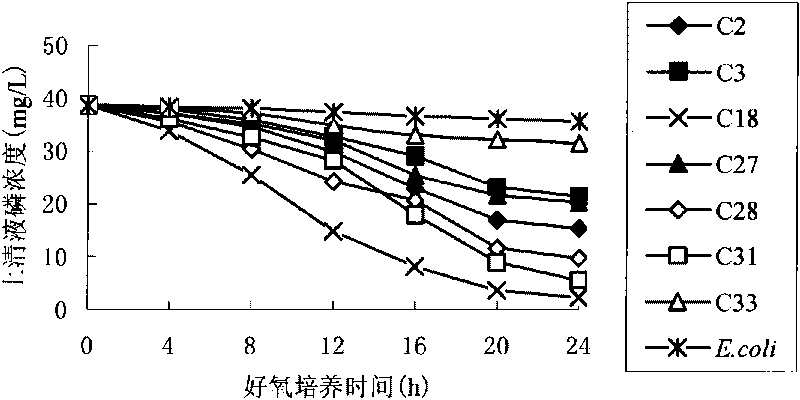 High-efficiency denitrification and dephosphorization bacterial strain C18