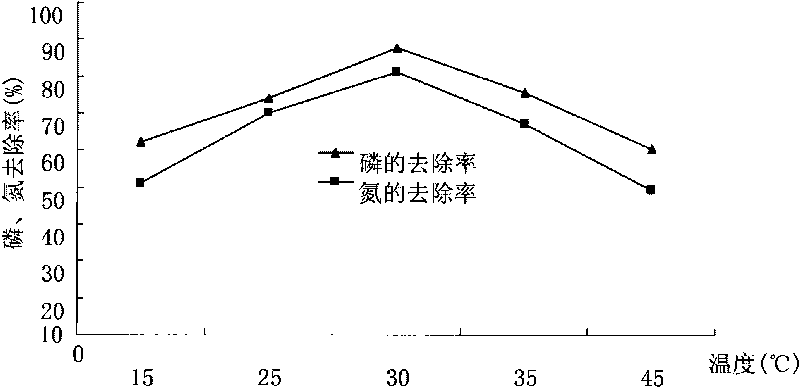 High-efficiency denitrification and dephosphorization bacterial strain C18