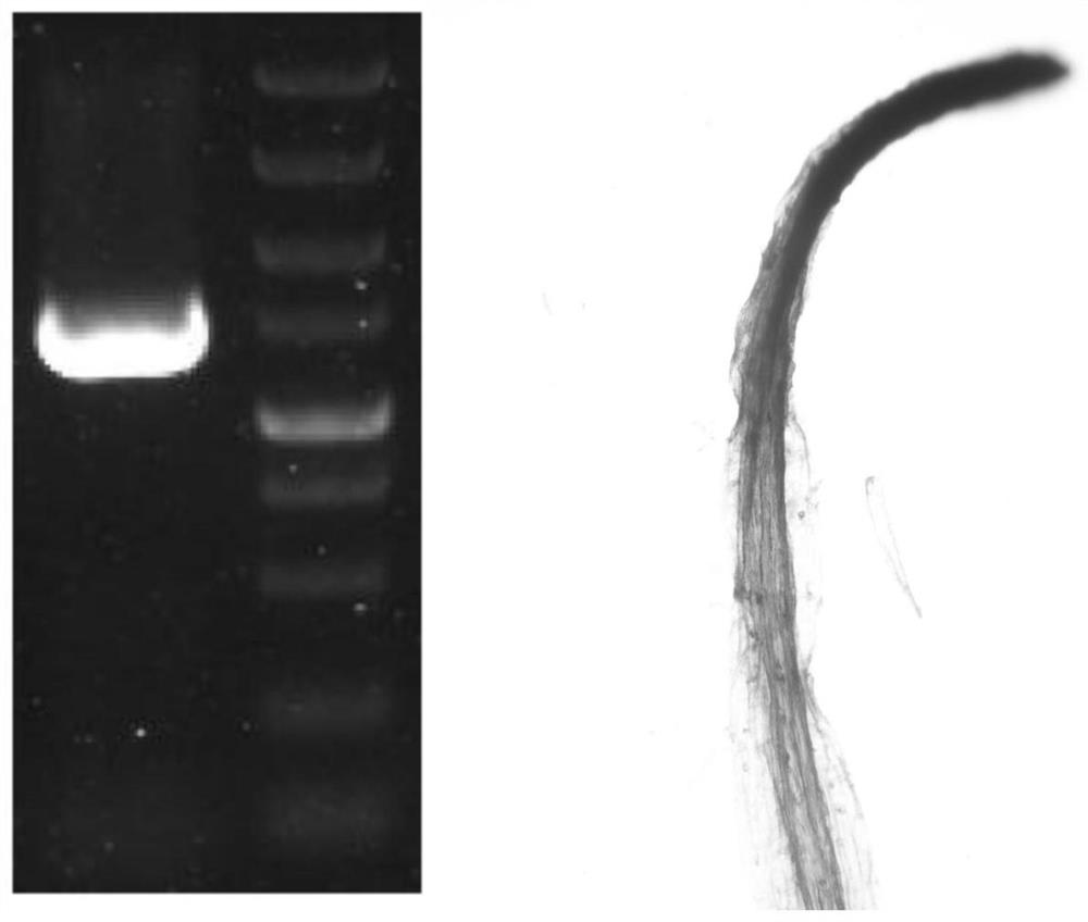 A kind of dna molecule and its application and method for obtaining high root mass ramie plants