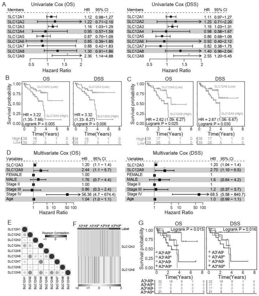 Application of SLC12A3 and/or SLC12A9 as detection index for treatment and prognosis of uveal melanoma