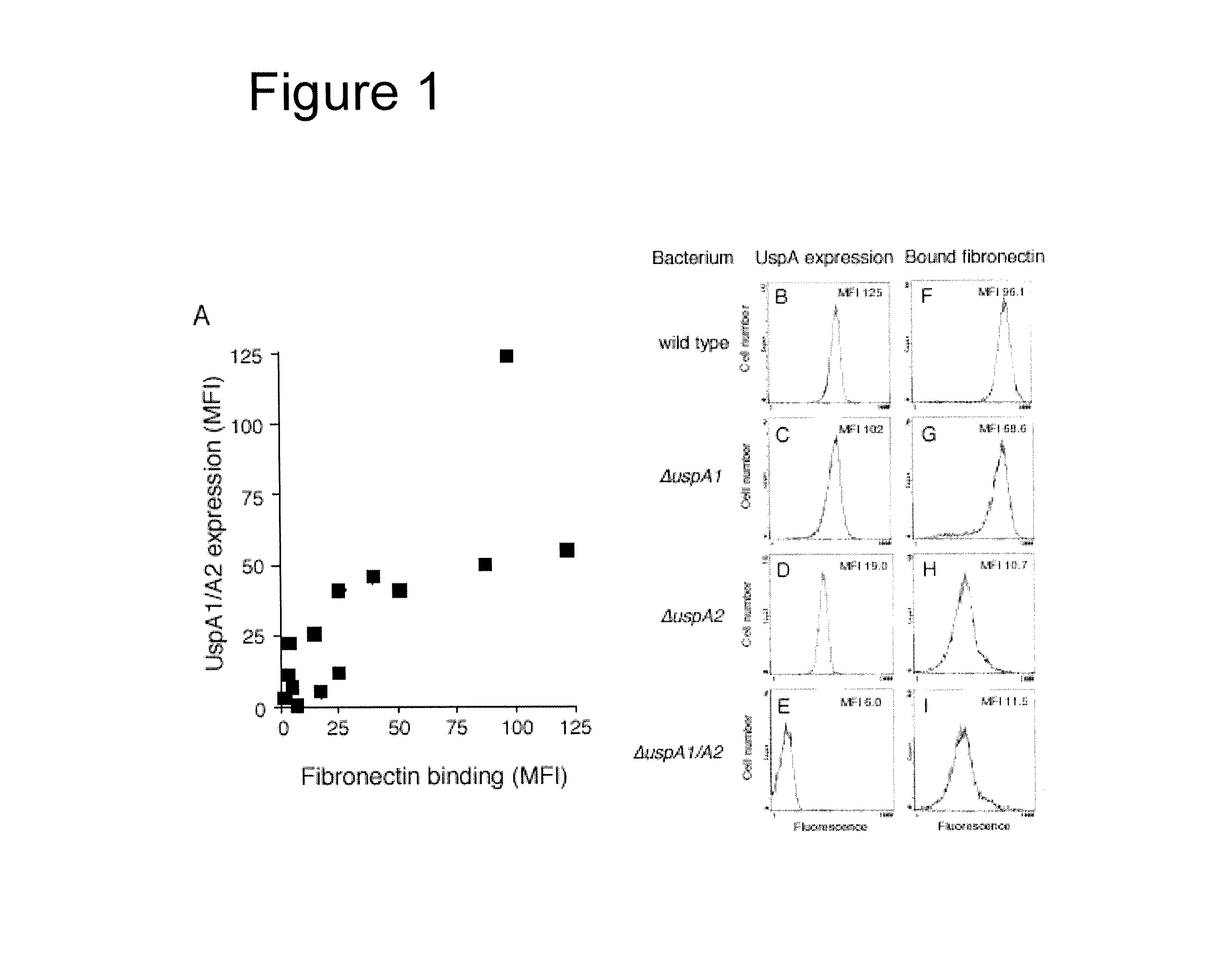 Interaction of <i>Moraxella catarrhalis </i>with epithelial cells, extracellular matrix proteins and the complement system