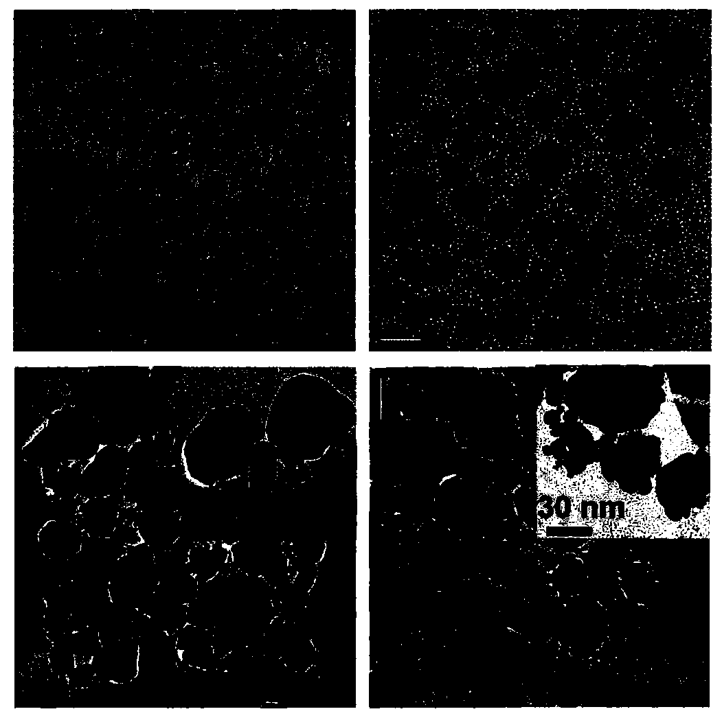 Composite fluorescent nanoprobe preparation method and in vivo application thereof