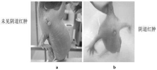 A kind of method for breeding and pairing of naked mole rats