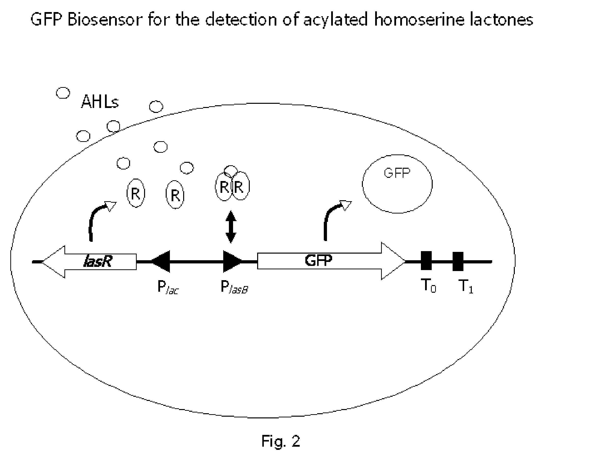 Method for modulating microbial quorum sensing