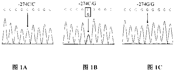 Method for quickly detecting RFLP (restriction fragment length polymorphism) of SNP (single nucleotide polymorphism) of common ox SIRT1 (silent information regulator 1) gene