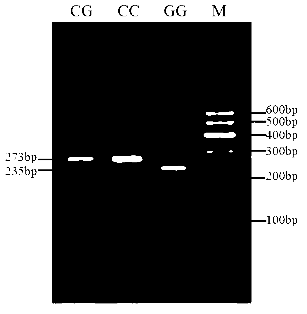 Method for quickly detecting RFLP (restriction fragment length polymorphism) of SNP (single nucleotide polymorphism) of common ox SIRT1 (silent information regulator 1) gene