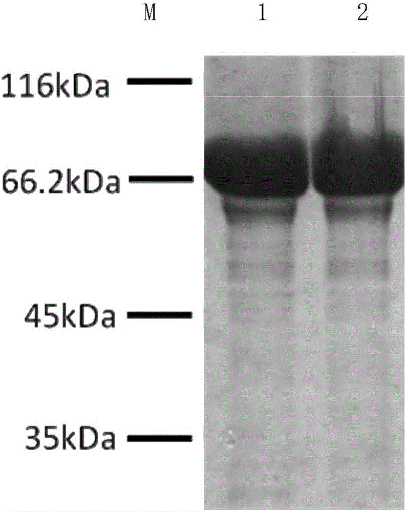 A modified β-glucosidase and its expression gene and application