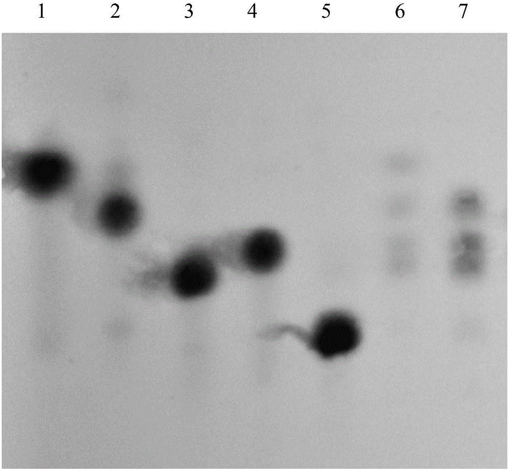 A modified β-glucosidase and its expression gene and application