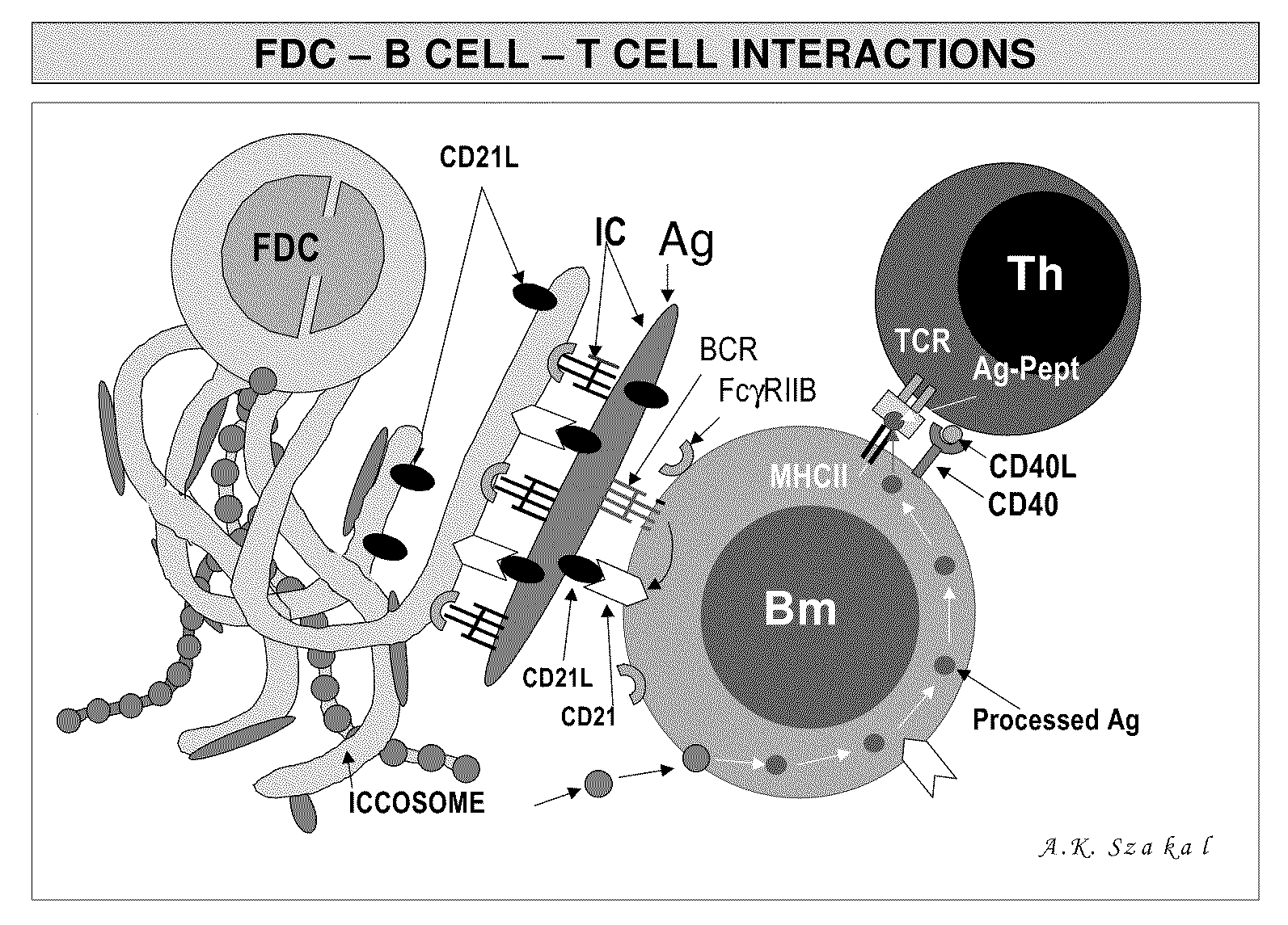 In vitro germinal centers