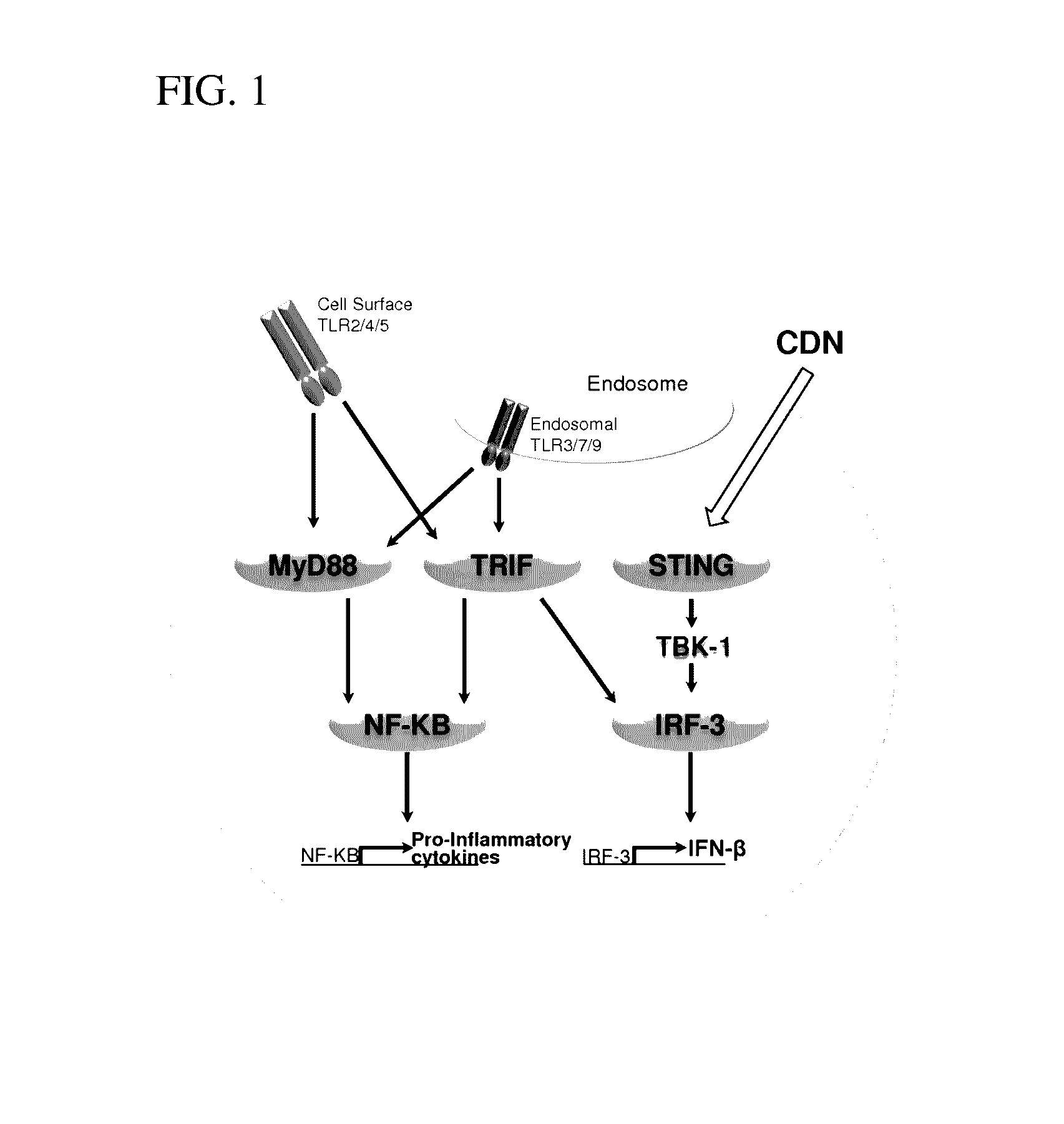 Compositions and methods for inhibiting “stimulator of interferon gene”—dependent signalling