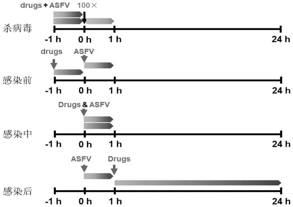 Application of Tilorone in prevention/treatment of African swine fever virus infection