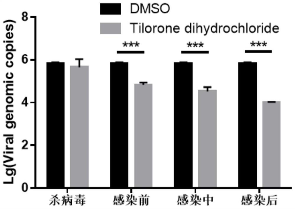 Application of Tilorone in prevention/treatment of African swine fever virus infection