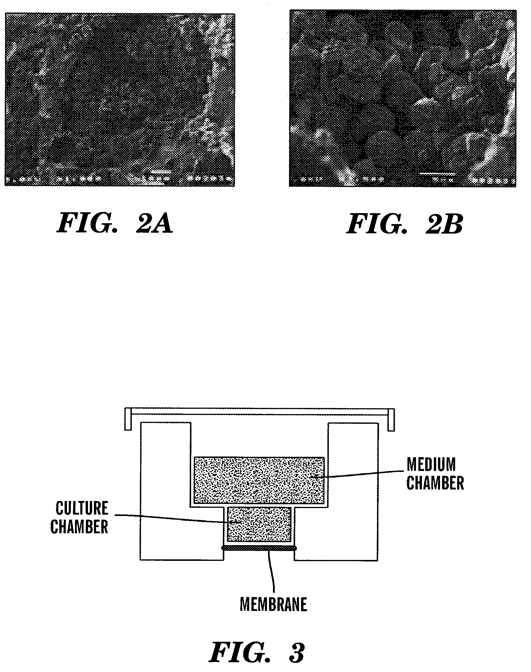 Three-dimensional peripheral lymphoid organ cell cultures