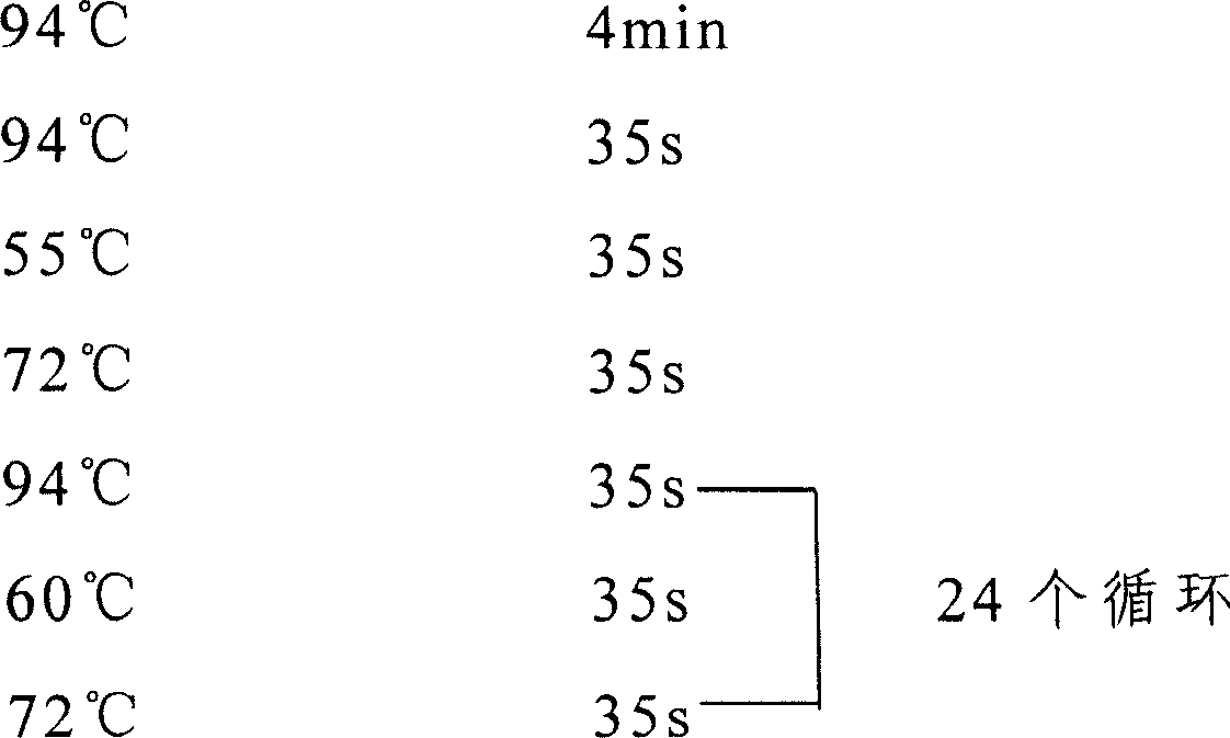 Plant oil-body expression vector and process of expressing human acid fibroblast growth factor with plant oil-body