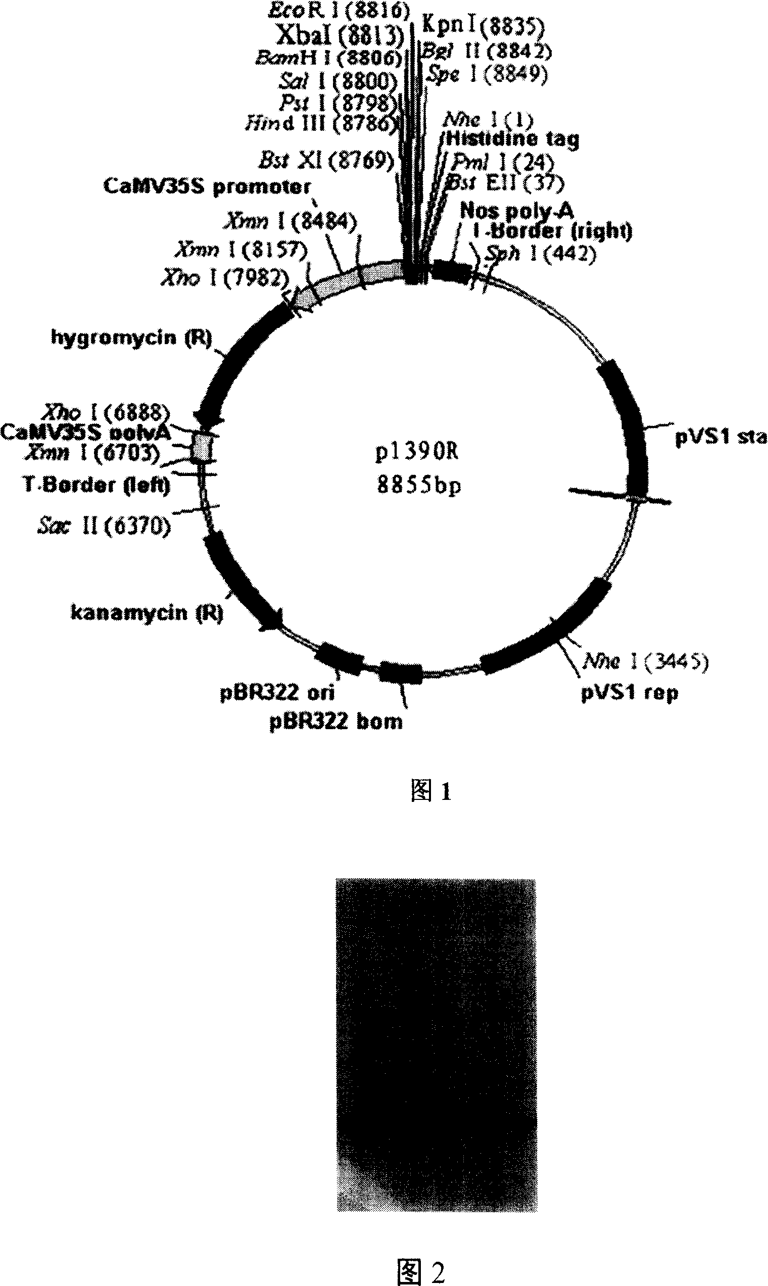 Plant oil-body expression vector and process of expressing human acid fibroblast growth factor with plant oil-body