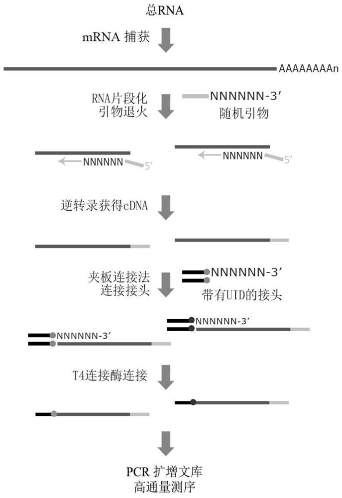 An Absolute Quantitative Transcriptome Library Construction Method Based on Unique Recognition Sequences