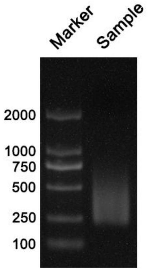 An Absolute Quantitative Transcriptome Library Construction Method Based on Unique Recognition Sequences