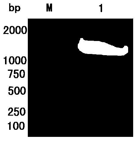 Application of soluble I-type duck hepatitis virus 3D protein to preparation of ELISA reagent and ELISA kit