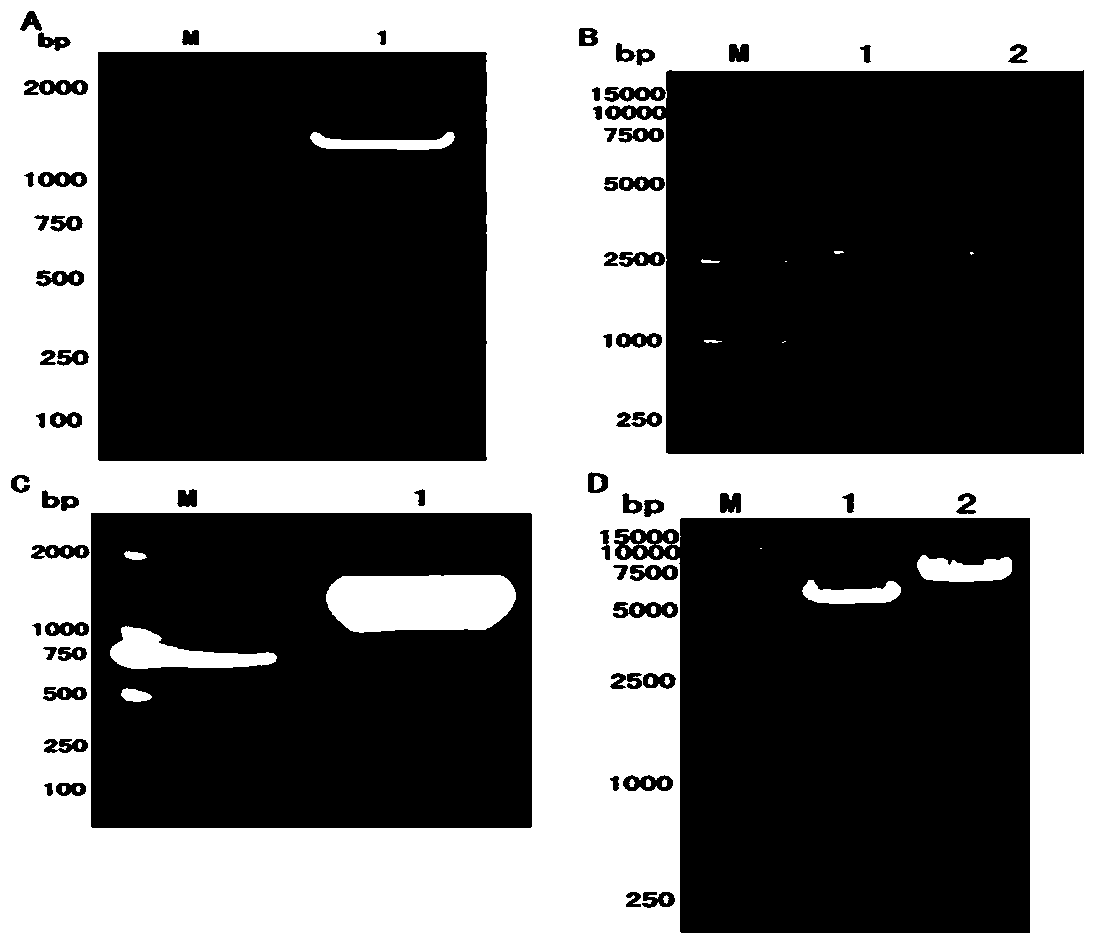 Application of soluble I-type duck hepatitis virus 3D protein to preparation of ELISA reagent and ELISA kit