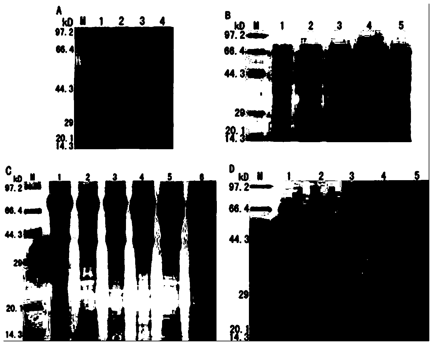 Application of soluble I-type duck hepatitis virus 3D protein to preparation of ELISA reagent and ELISA kit