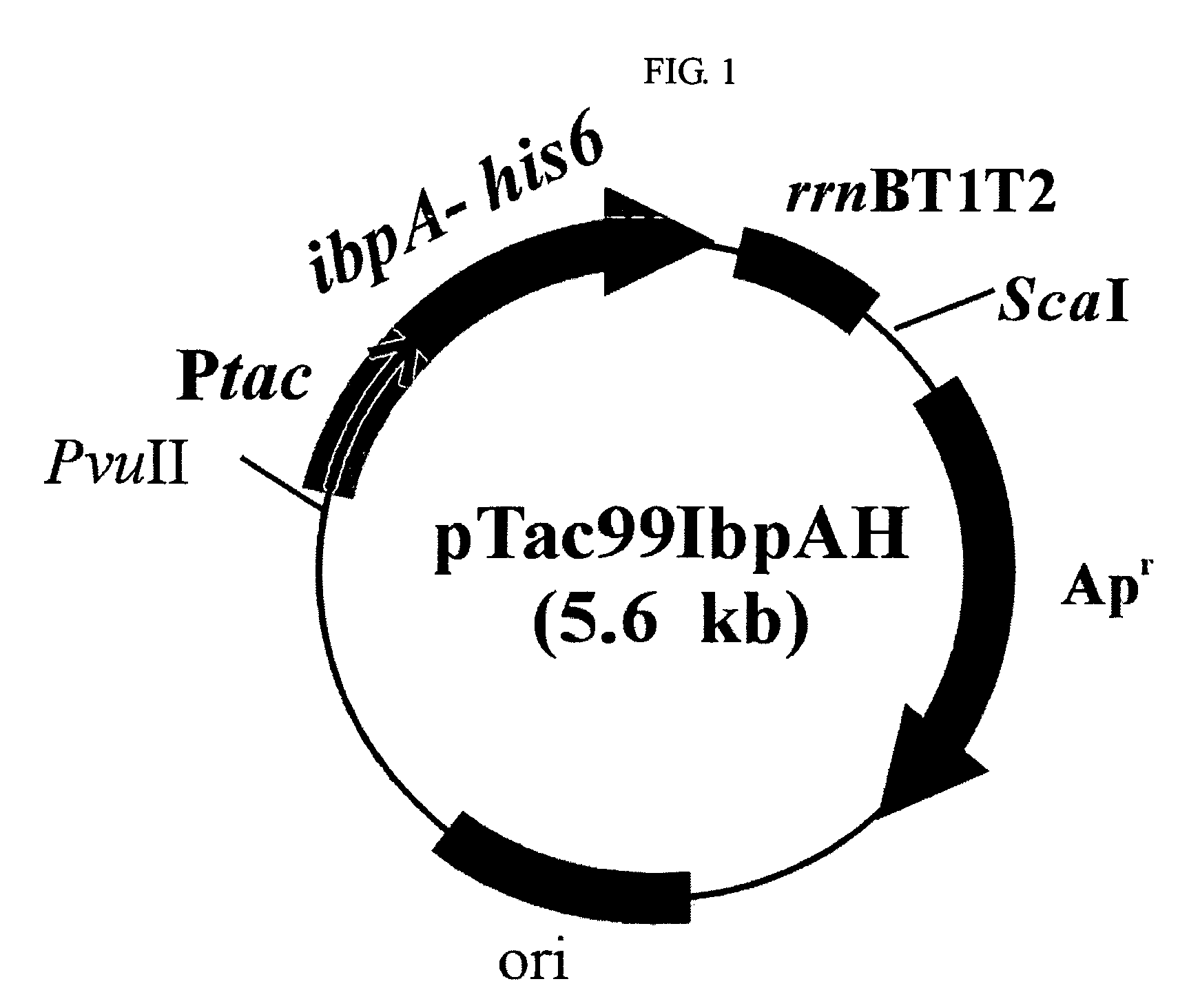 Composition for protecting proteins degradation comprising small heat shock proteins (sHSPs) and method of two-dimensional gel electrophoresis using the sHSPs