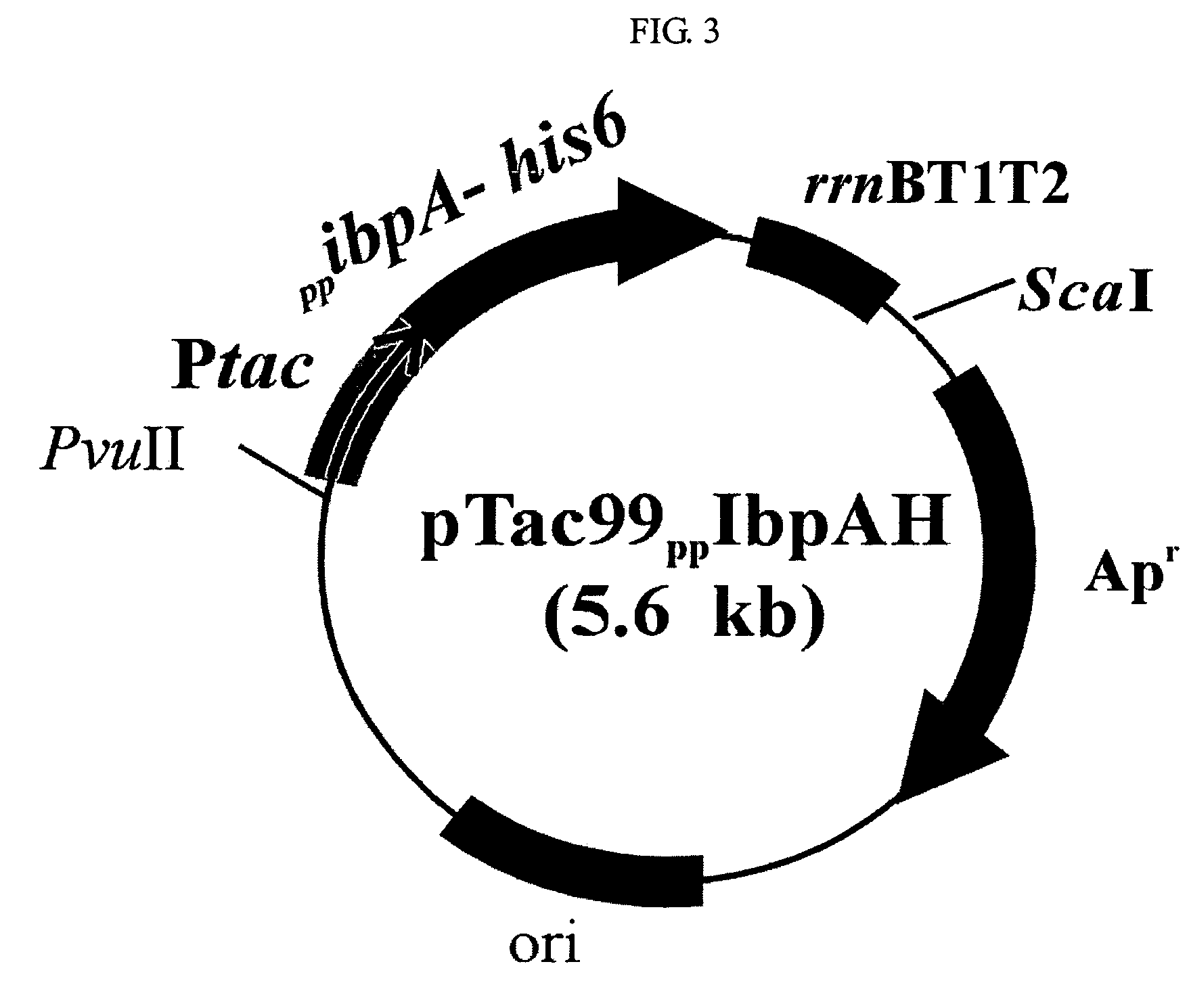 Composition for protecting proteins degradation comprising small heat shock proteins (sHSPs) and method of two-dimensional gel electrophoresis using the sHSPs