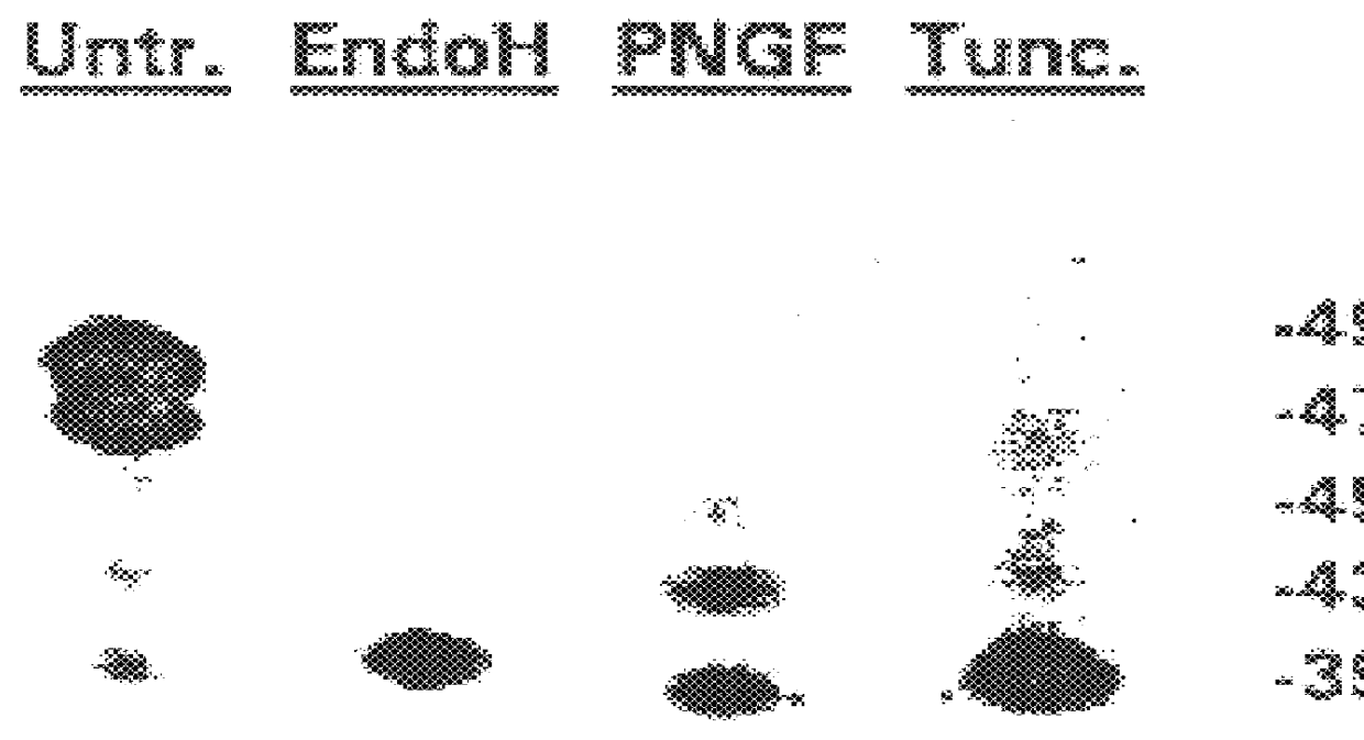 Human T-cell lymphotropic virus type II envelope protein and human monoclonal antibodies specific therefor