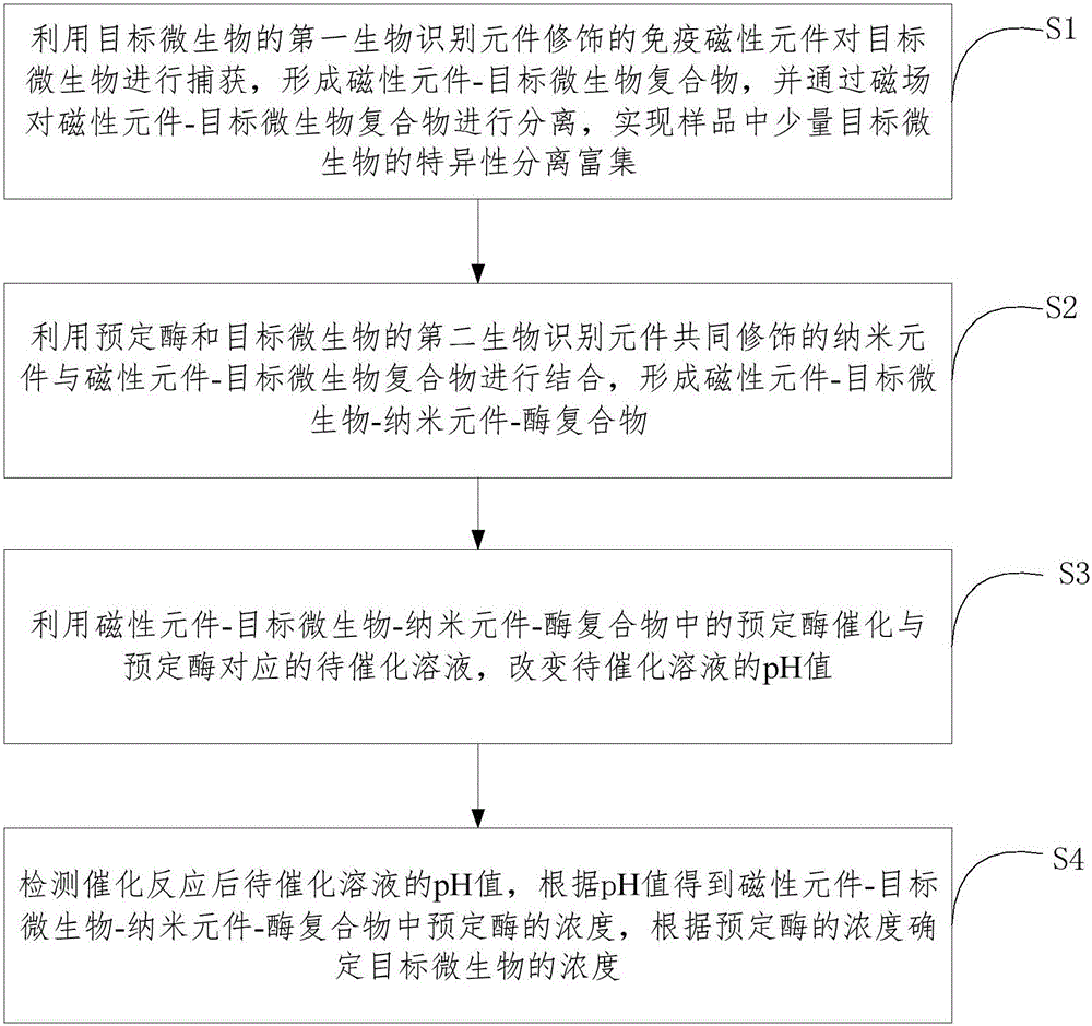 Microbe concentration detection method based on immunomagnetic separation and biological catalysis