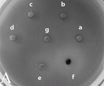 Fig leaf extract with bacterium colony induction quenching activity, and use thereof