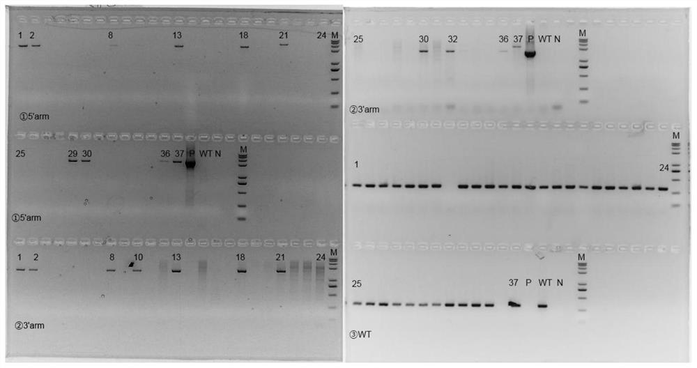 A kind of construction method of fcrn gene humanized animal model