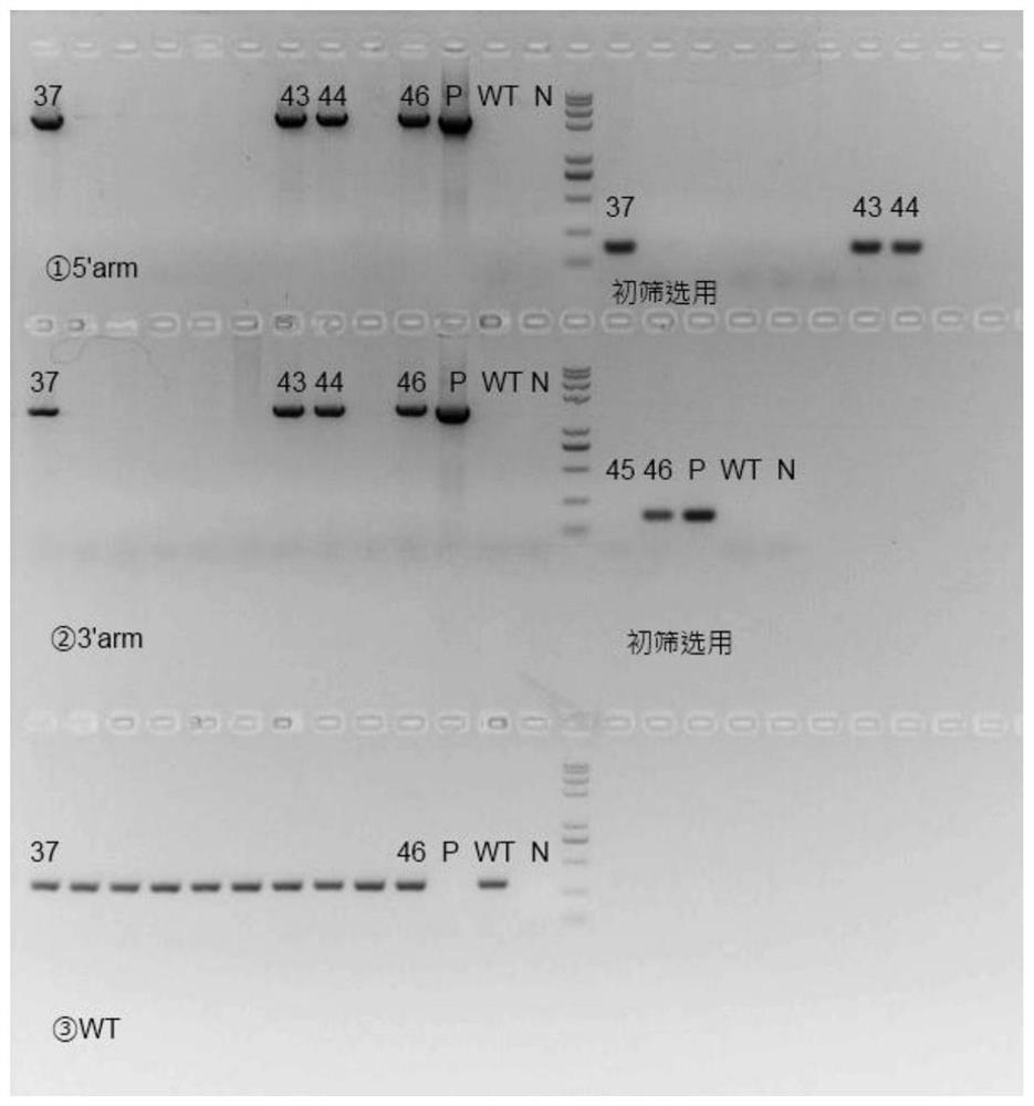 A kind of construction method of fcrn gene humanized animal model