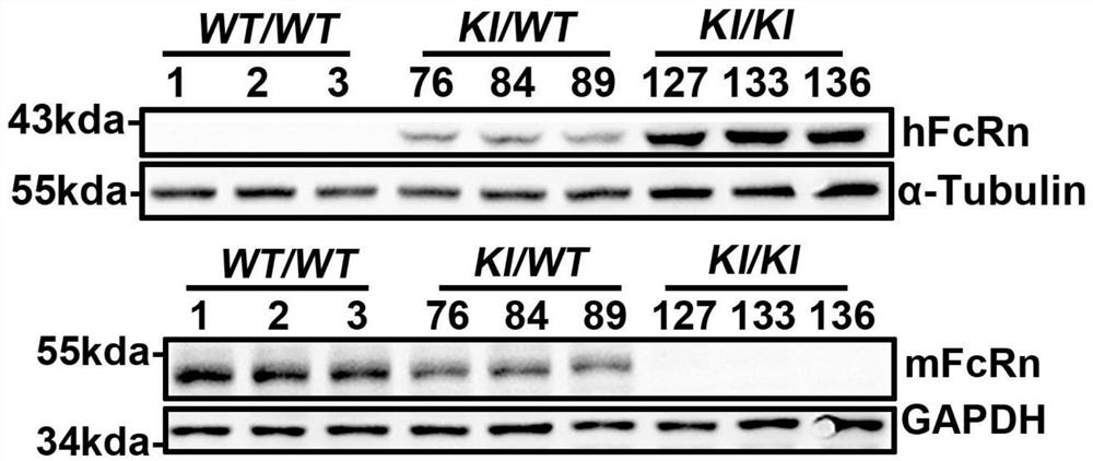 A kind of construction method of fcrn gene humanized animal model