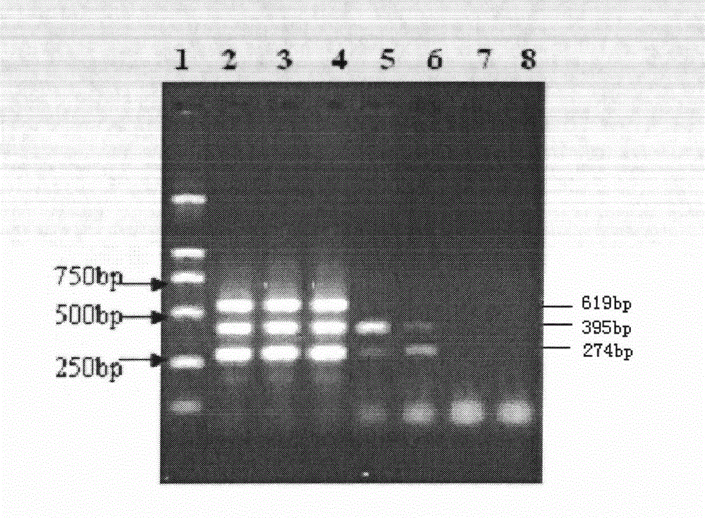 Kit for detecting swine fever viruses