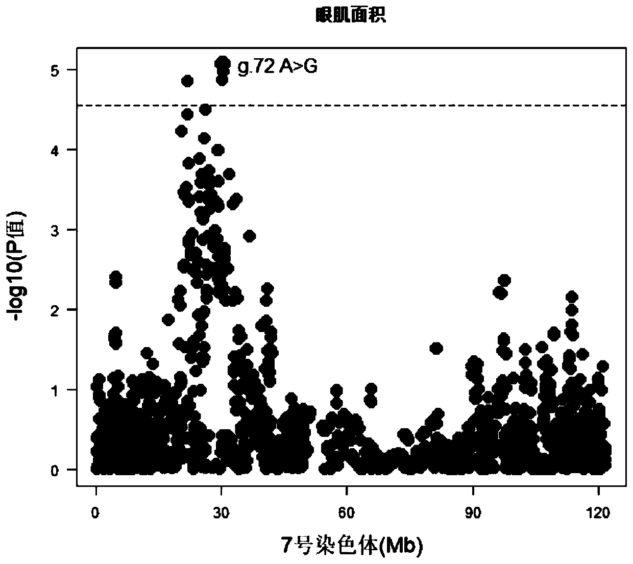 SNP molecular marker which is positioned on No.7 porcine chromosome and related to area and thickness of eye muscles and application