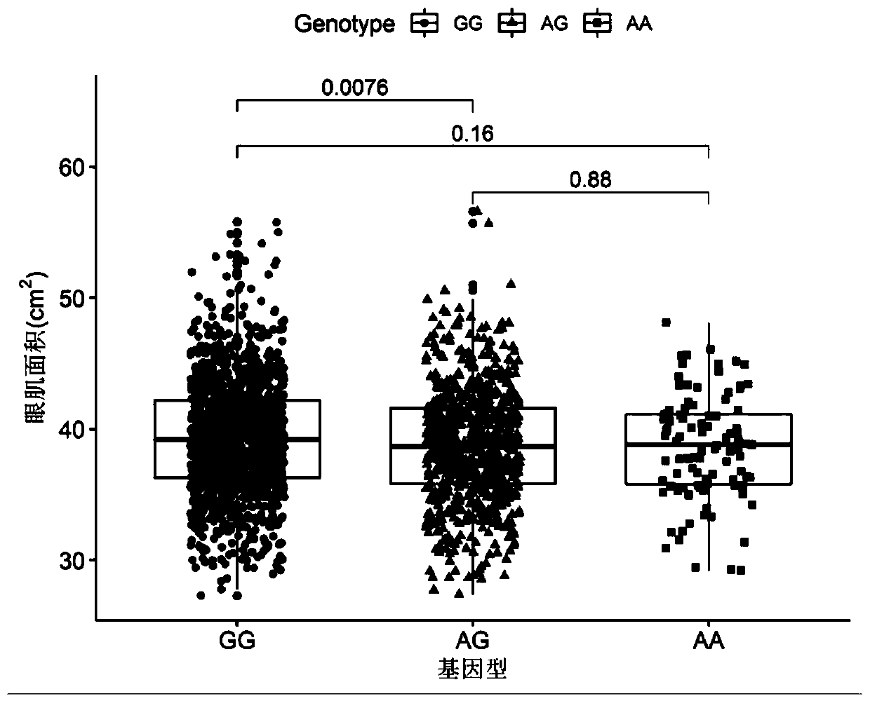 SNP molecular marker which is positioned on No.7 porcine chromosome and related to area and thickness of eye muscles and application