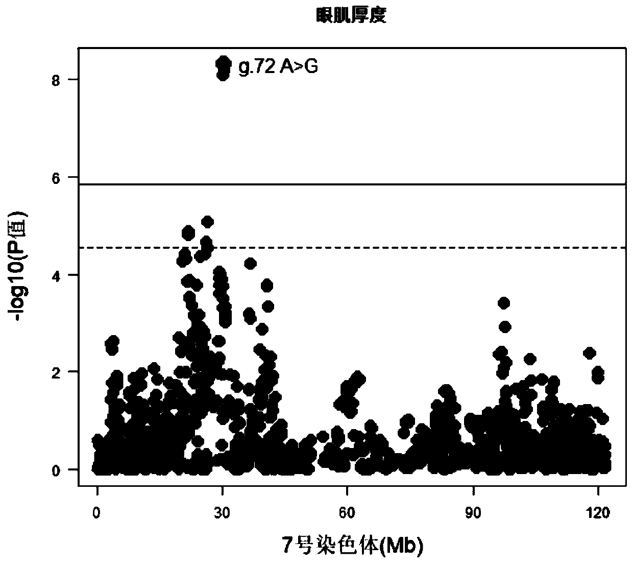 SNP molecular marker which is positioned on No.7 porcine chromosome and related to area and thickness of eye muscles and application