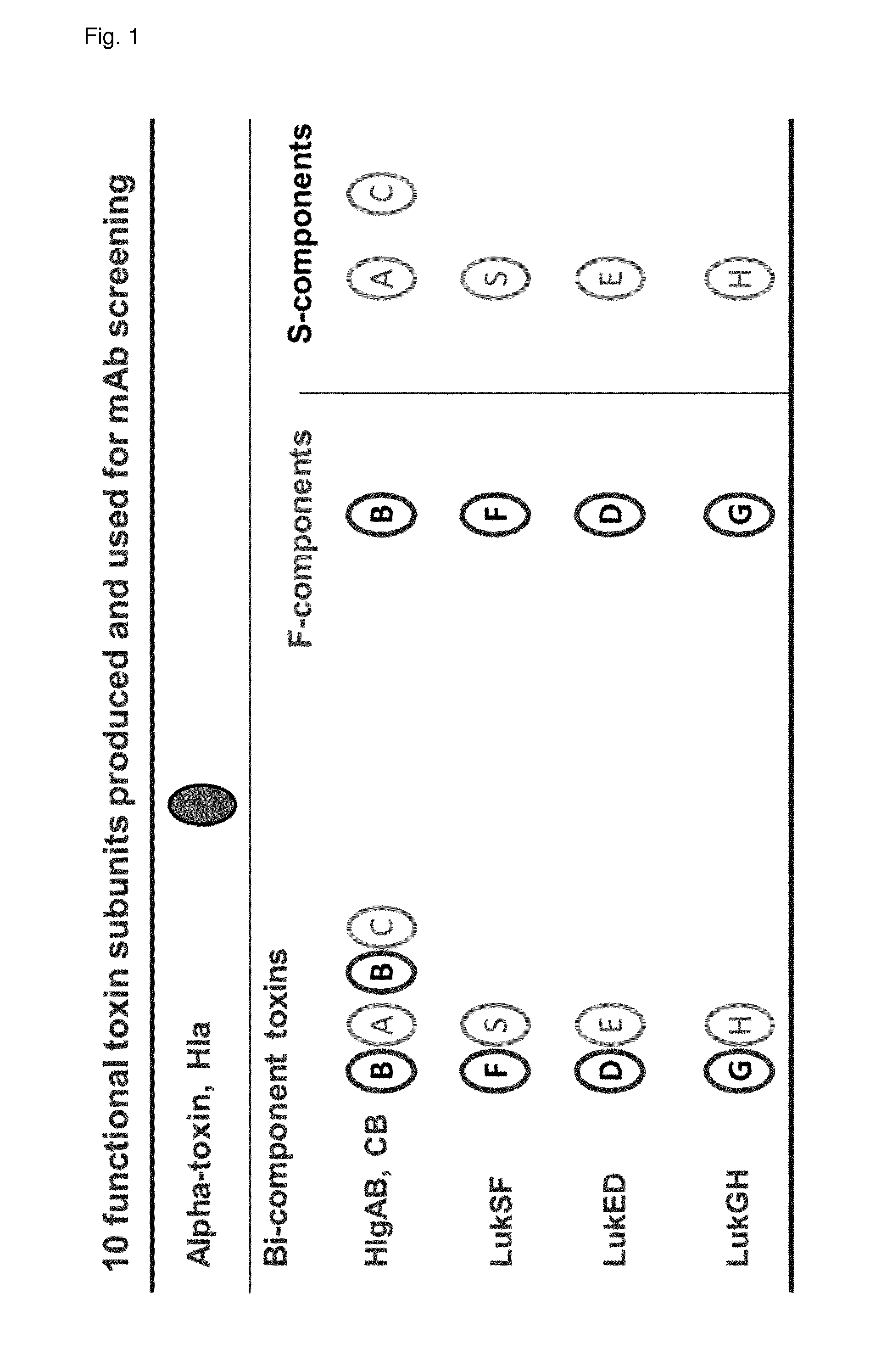 Cross-reactive staphylococcus aureus antibody