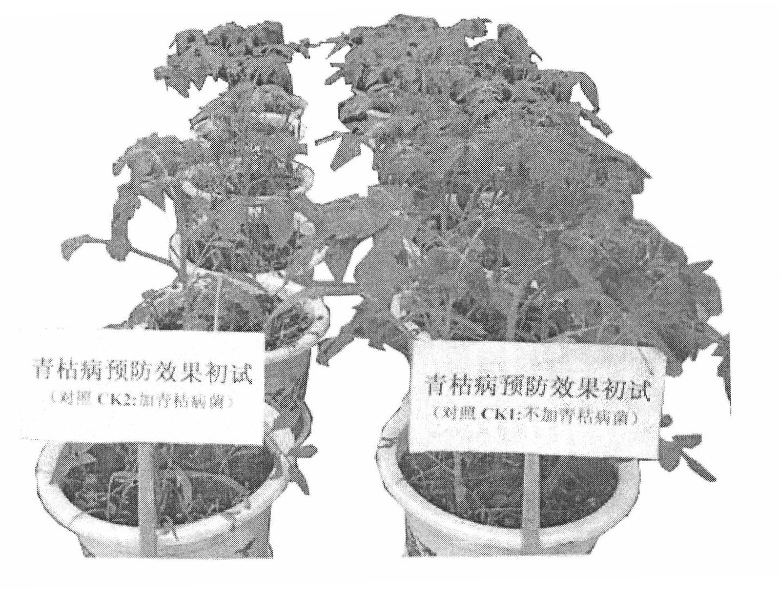 Pseudomonas sp. strain and use thereof