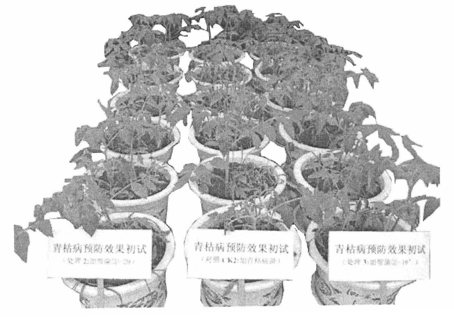 Pseudomonas sp. strain and use thereof