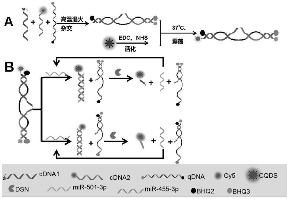 Fluorescent biosensor for simultaneously detecting two kinds of RNA as well as preparation method and use method thereof