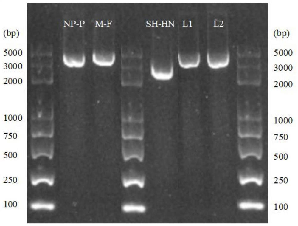 A kind of mrna methyltransferase-deficient mumps virus and its preparation method and application