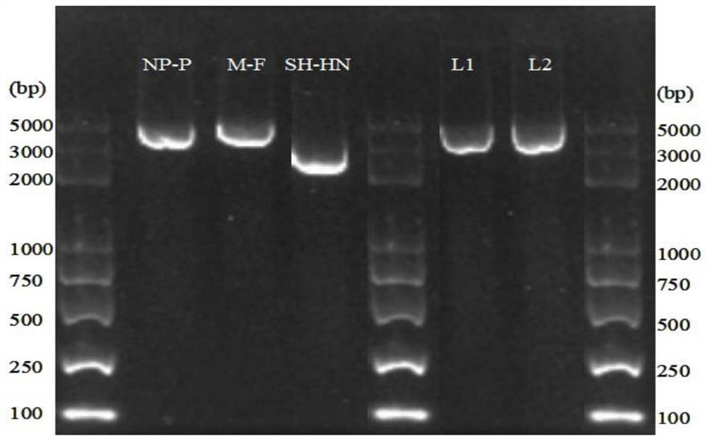 A kind of mrna methyltransferase-deficient mumps virus and its preparation method and application