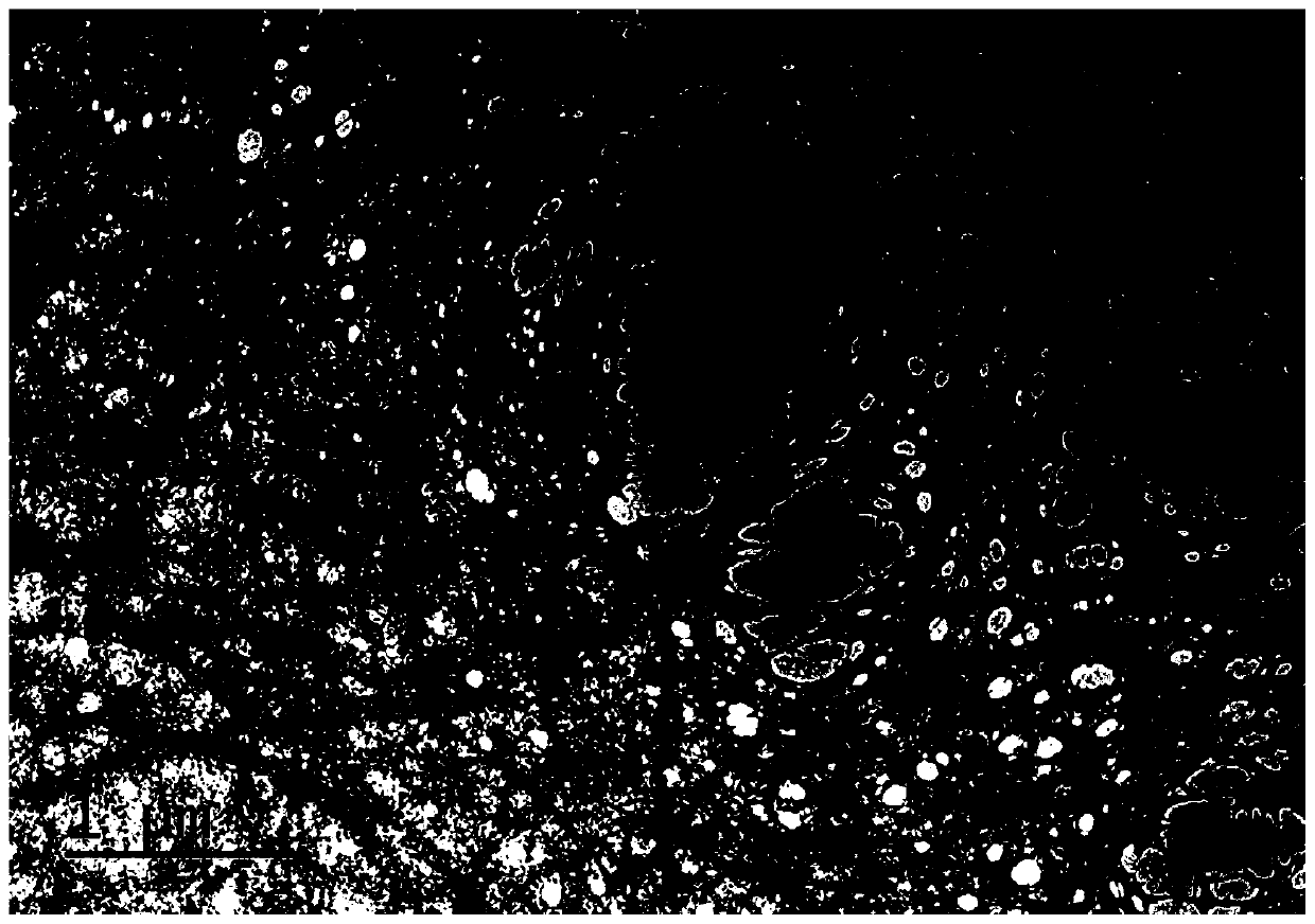 Method for preparing superhydrophobic coating by taking nano-cellulose and nano-particle as raw materials and modifying raw materials in aqueous solution with fluoride-free modifier