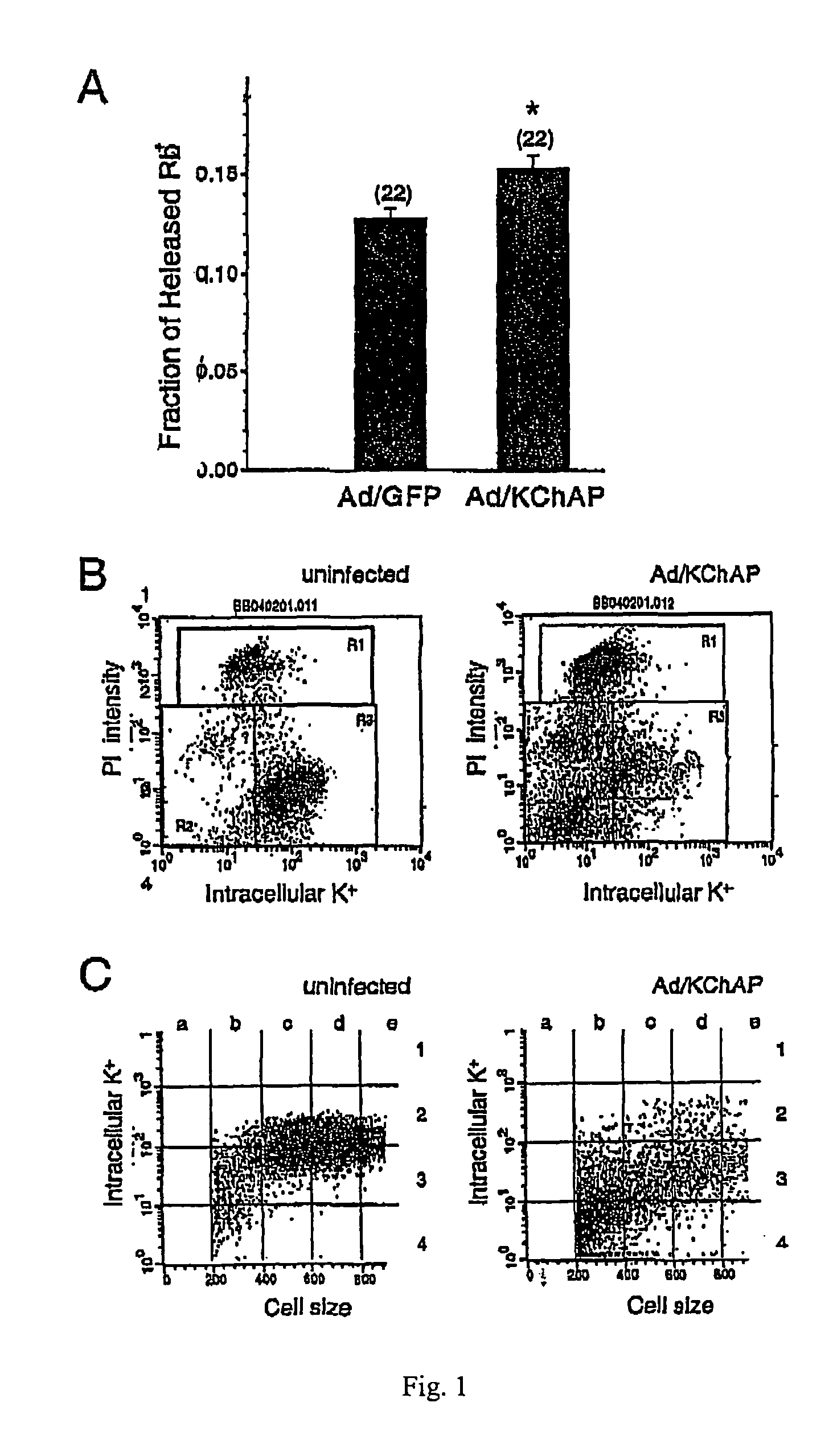 Methods of inducing apoptosis in hyperproliferative cells