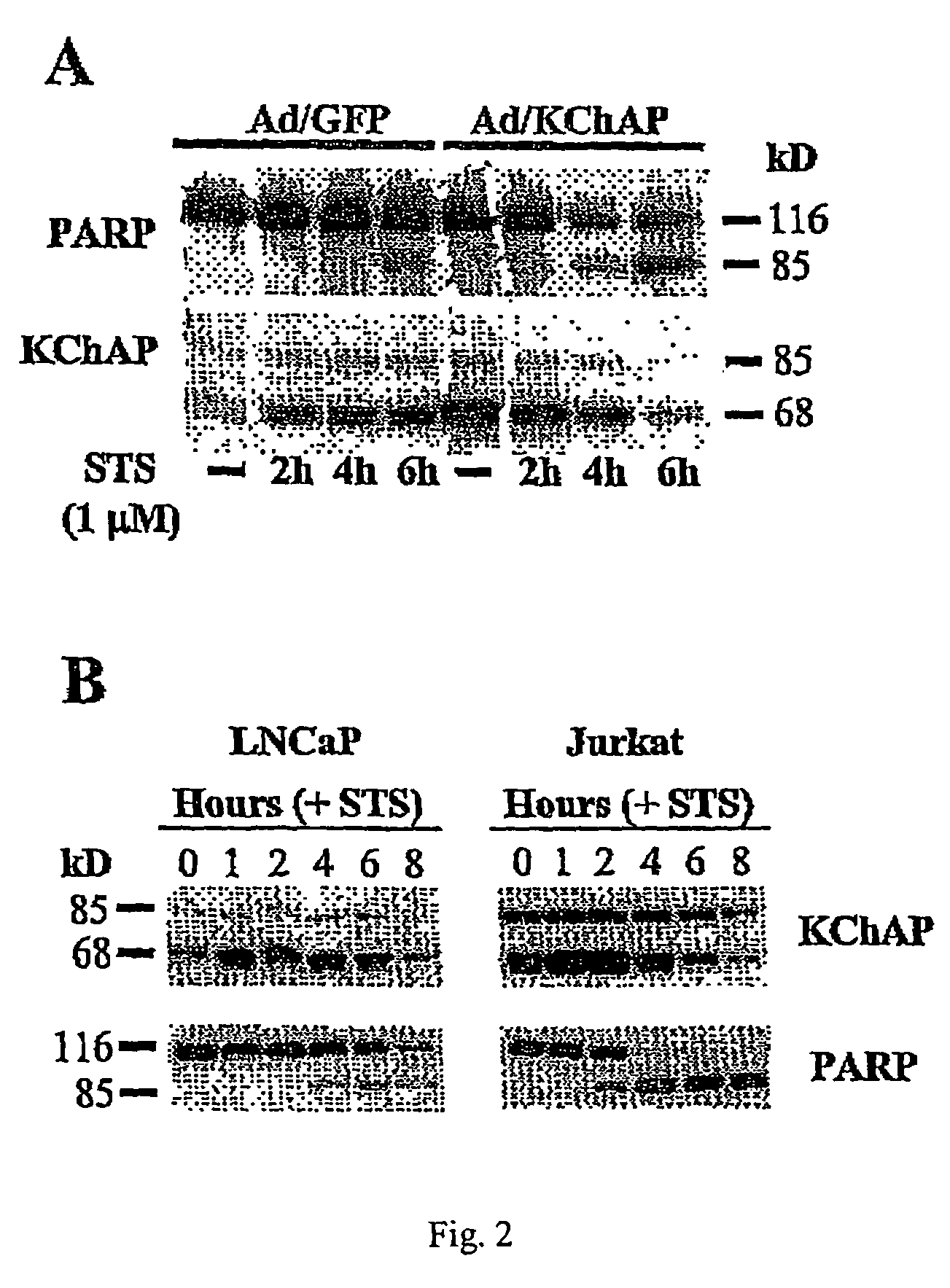 Methods of inducing apoptosis in hyperproliferative cells