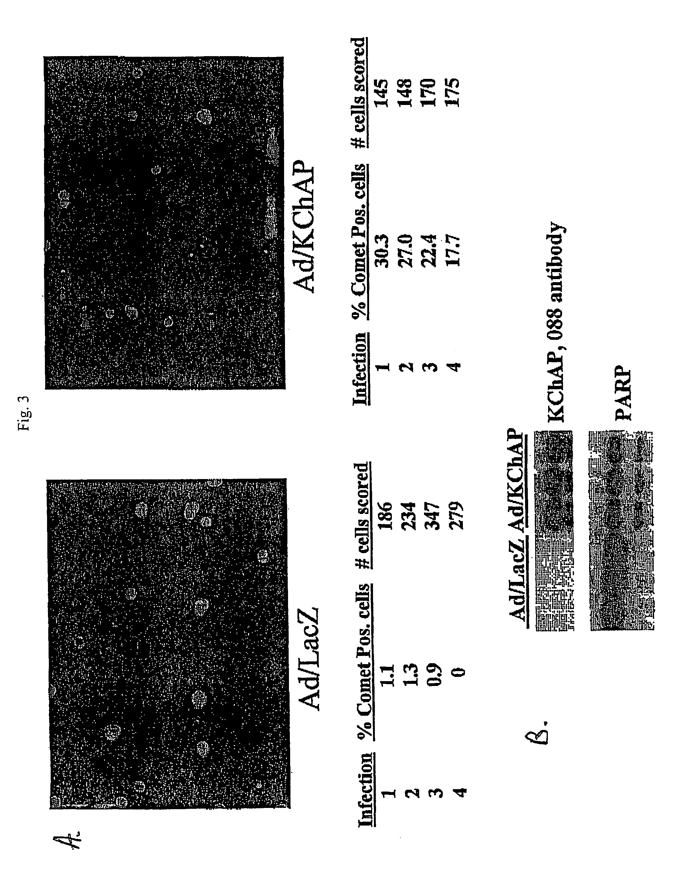 Methods of inducing apoptosis in hyperproliferative cells