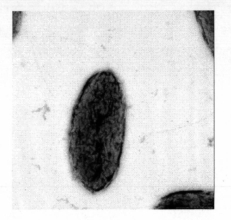 Pseudomonas nitroreducens and application thereof